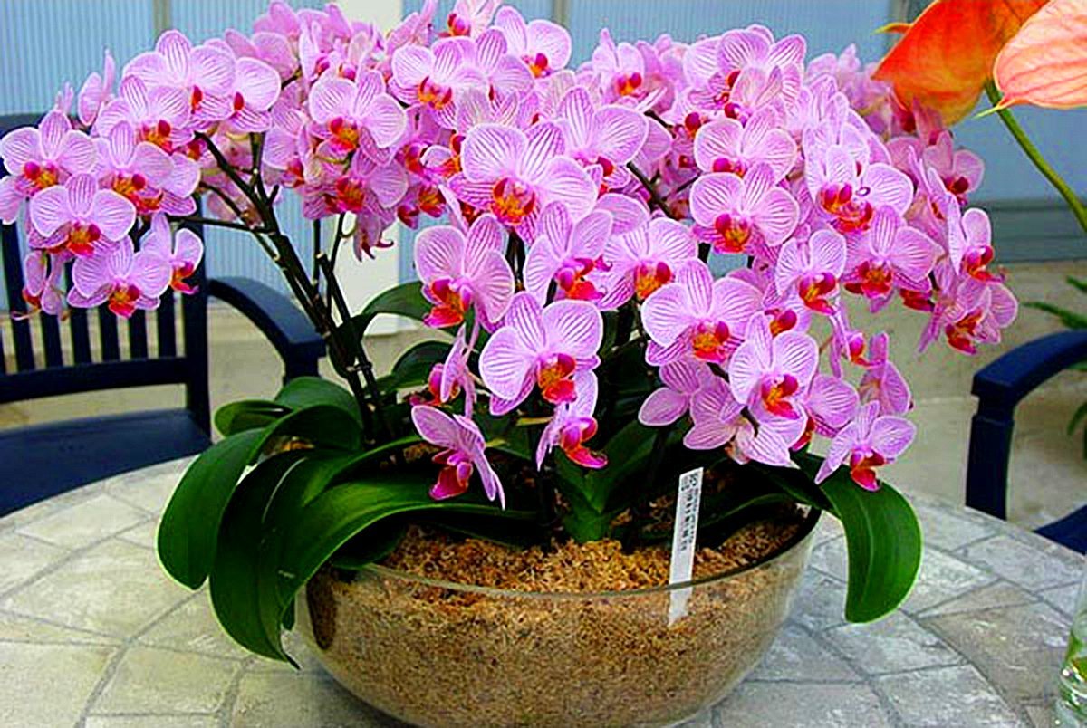Подкормка орхидей в домашних условиях
