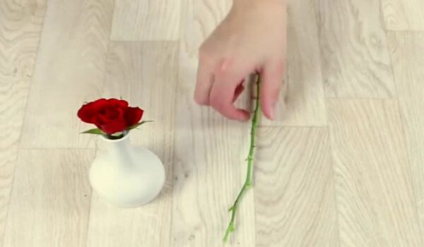 Как вырастить розу дома самостоятельно