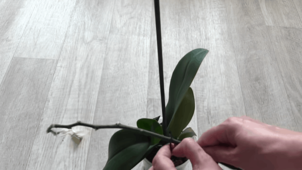 Отличный способ размножения орхидей, не требующий использования цитокининовой пасты