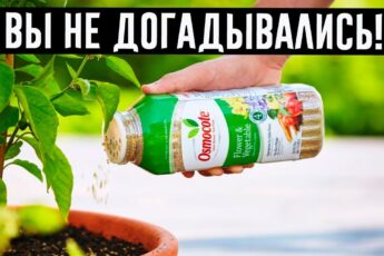 Оживят даже сухие кусты: 10 подкормок для комнатных цветов!