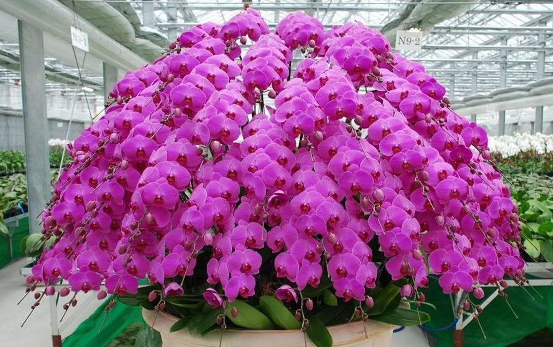 9 правил, благодаря которым орхидея будет буйно цвести круглый год. И всё исключительно своими руками.