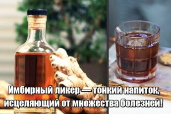 Имбирный ликер — тонкий напиток, исцеляющий от множества болезней!