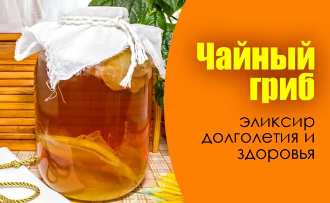 ЧАЙНЫЙ ГРИБ - польза и противопоказания