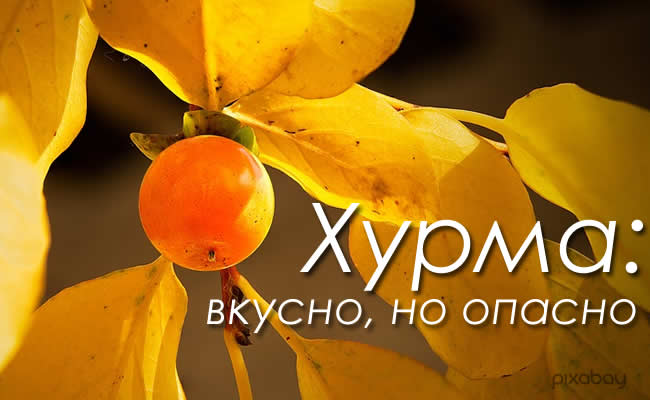 Хурма: польза, вред и противопоказания