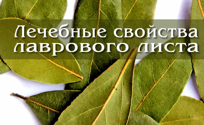 Факты о пользе и лечебных свойствах лаврового листа