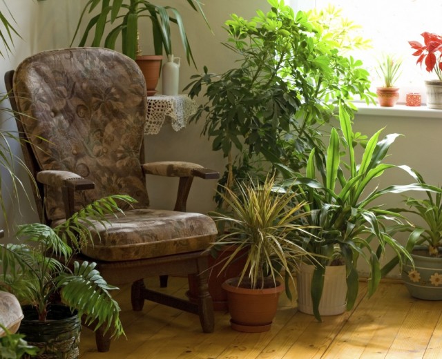 10 растений для идеального микроклимата в доме.