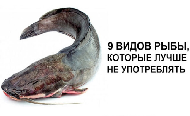 9 видов рыбы, которые лучше не употреблять