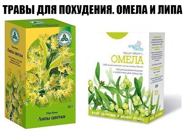 Травы для похудения омела и липа