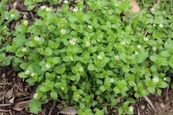 Мокрица — не просто сорняк, а целитель и кулинарный изыск!
