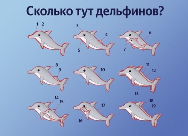 Сможете посчитать, сколько дельфинов вы видите на картинке?