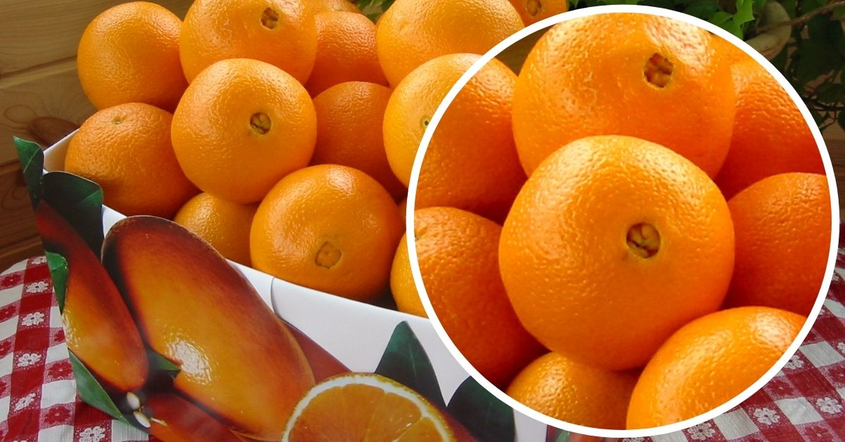 Апельсин в какое время есть. Апельсин Навелин. Апельсины сорт Вашингтон. Сорт апельсинов Навелин. Апельсин сорт Навелина.