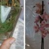 Пересадите орхидею в мох и удивитесь результату. Корни растут интенсивно, а орхидея цветёт, как никогда раньше