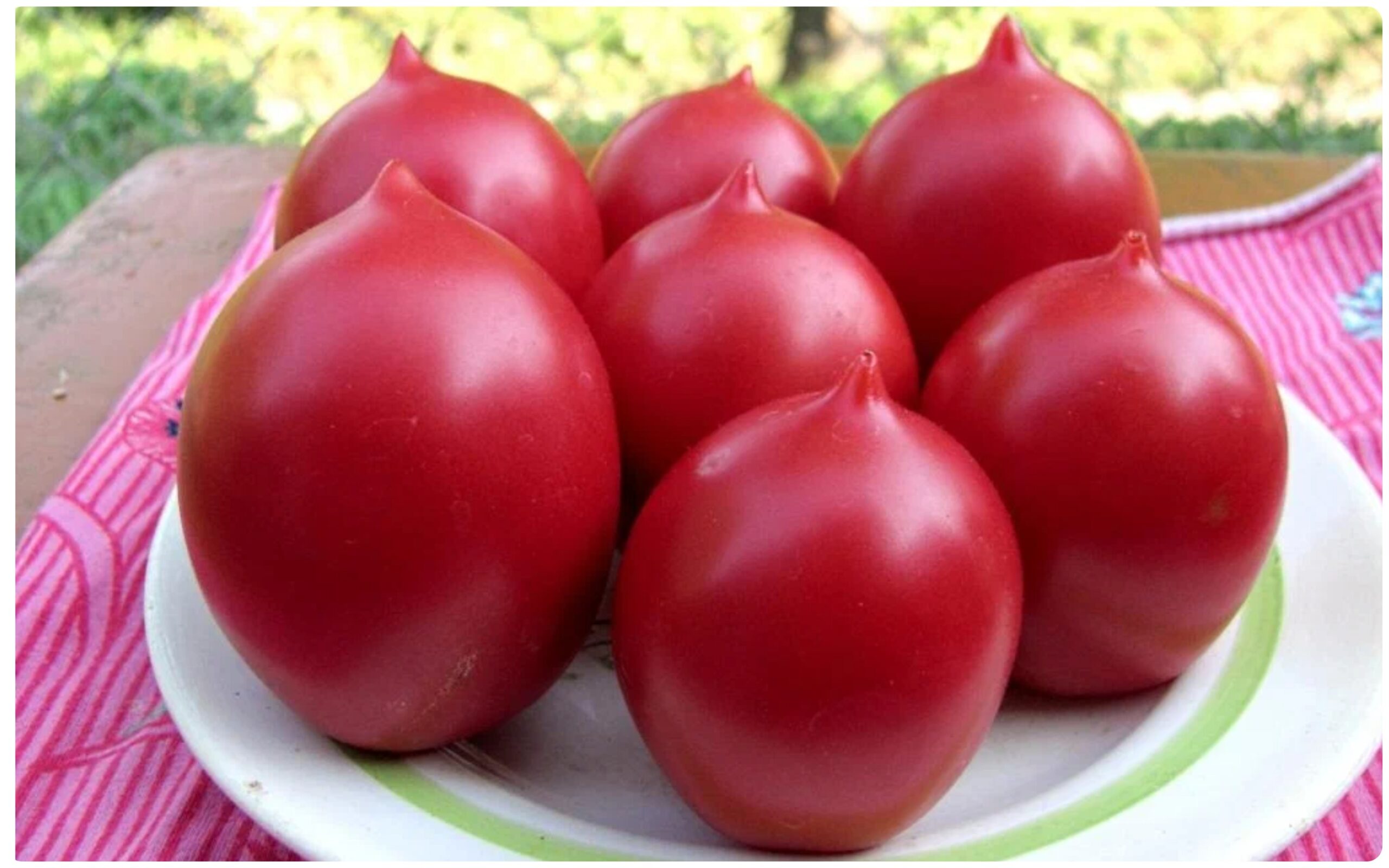 томат инжир красный фото