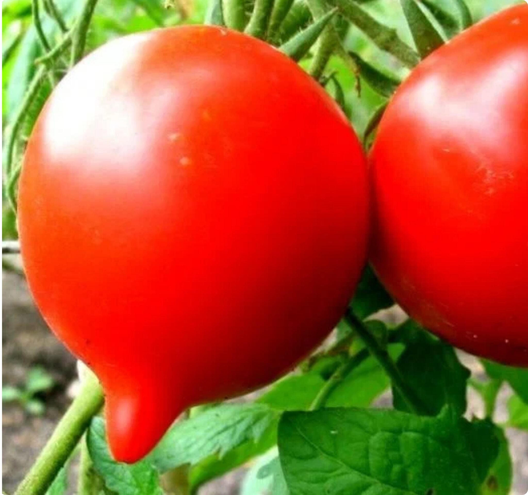 Первые семена томаты. Томат Огневский f1. Томат Примадонна f1. Томат Манин f1.