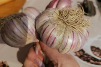 Как хранят чеснок на Кавказе. Узнала отличный способ. Почему мне не рассказали про него раньше