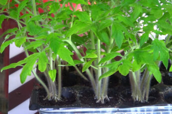 Отлично работающий букетный способ посева семян томата для богатого урожая