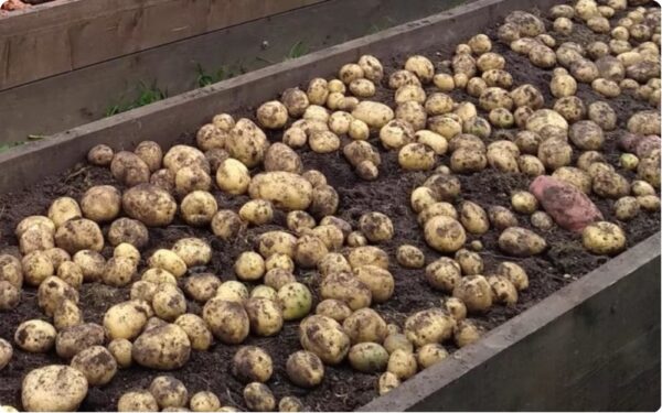 С маленькой грядки 4 кв. м. легко собрать 12 ведер картофеля. Правильная технология посадки и подготовка картофеля
