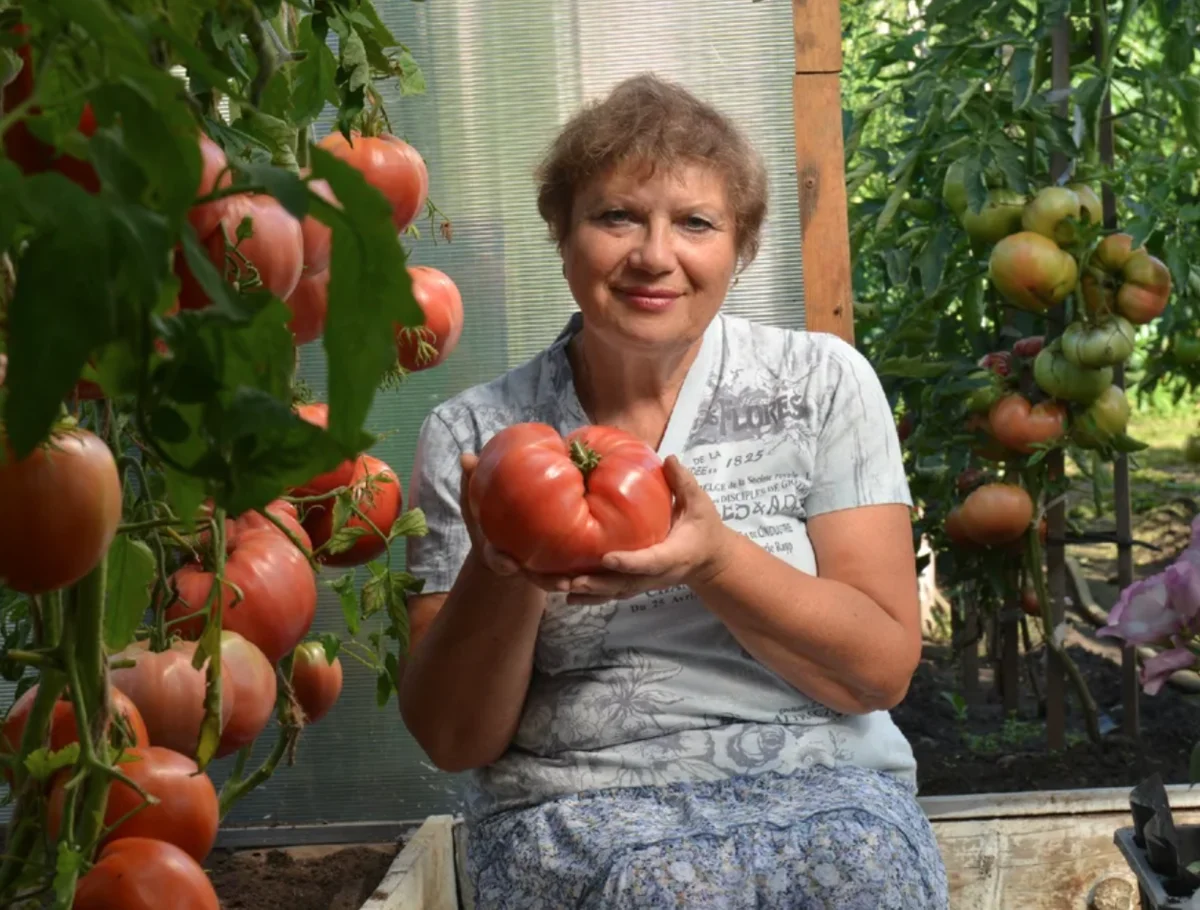 Большие помидоры на огороде