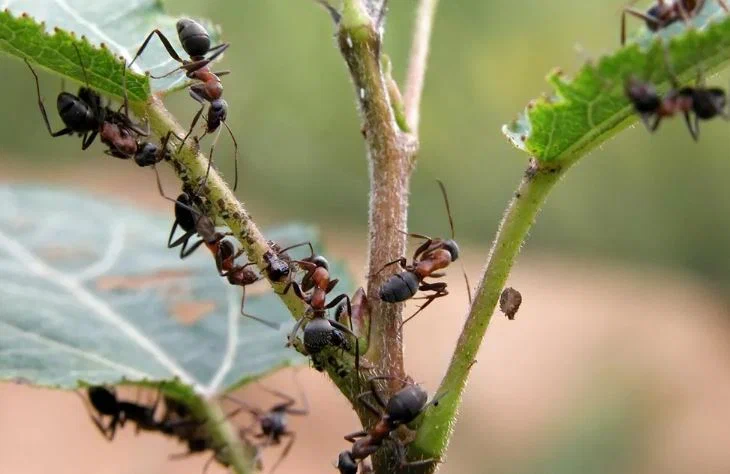 Несколько простых методов избавления от муравьев на огороде без химии и навсегда