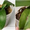 Рубрика полезных советов: как спасти умирающую орхидею за 5 шагов