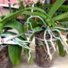 Длинные воздушные корни у орхидеи — что с ними делать? Как не навредить орхидее, чтобы она давала много цветов