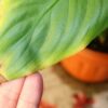 Сохнут кончики листьев у комнатных растений : в чём причина и что делать?