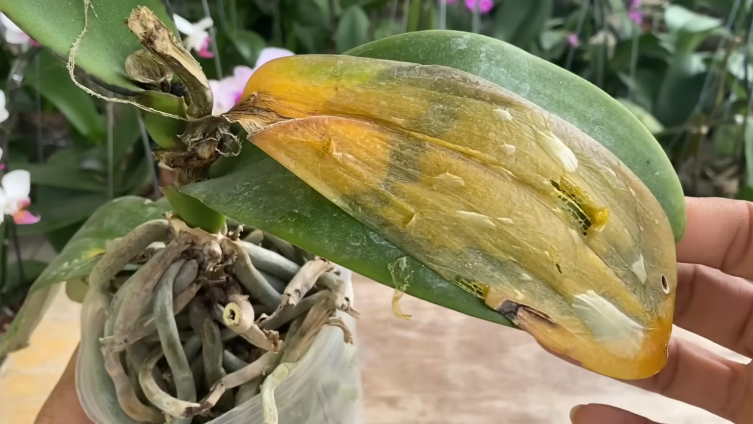 Спасти загнившую орхидею — реально, понадобится средство для снятия лака