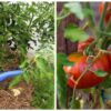 Правильная подкормка томатов в июле-августе для налива кистей и крупных плодов