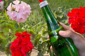 Целебная вода для ваших цветов, даже хилые оживают, зеленеют и пышно цветут очень долго