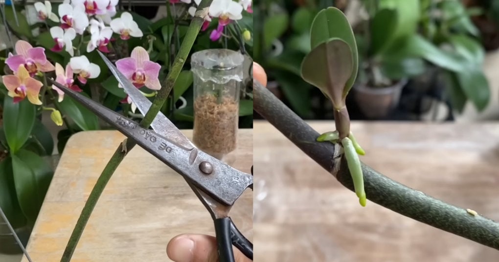 Новая орхидея из цветоноса: выращиваем детку на отцветшей стрелке