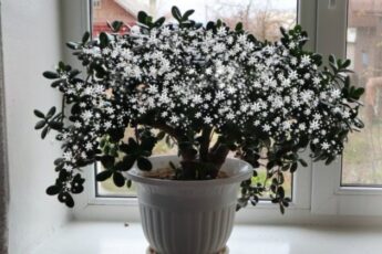 Искусственная зима и три подкормки, простые шаги которые помогут денежному дереву и декабристу обильно цвести