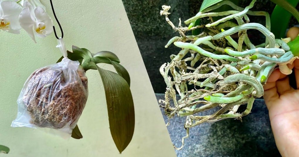 Необычный способ восстановления корней орхидеи без полива, оживет даже самый слабый цветок