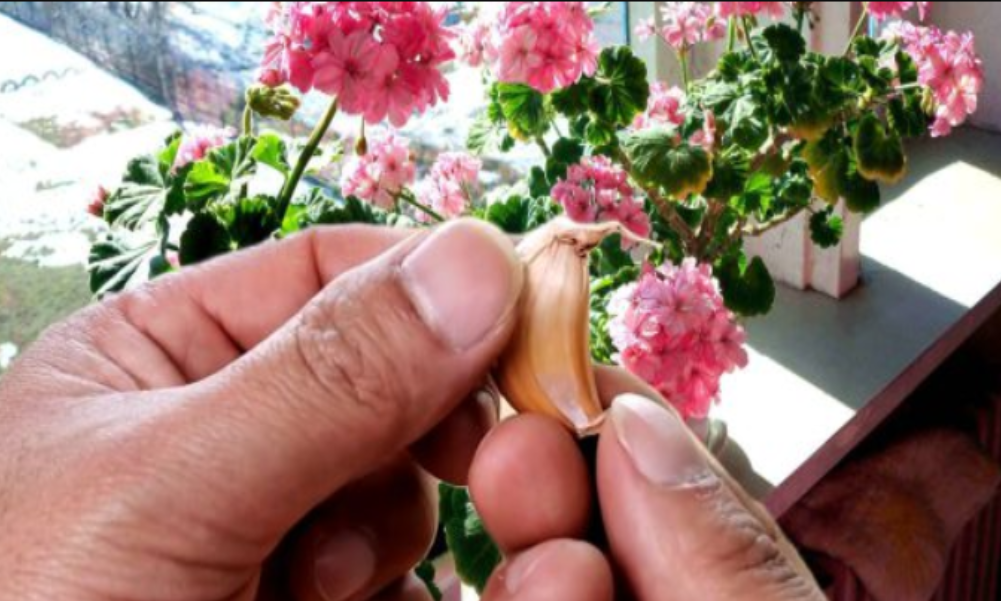 Как использовать чеснок для комнатных растений