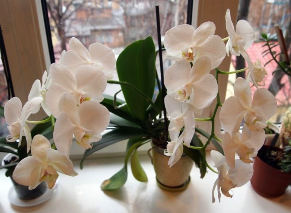 Засохшая орхидея вновь начнёт цвести. Показываю питательную подкормку для комнатного цветка