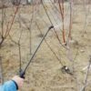Это — одно из лучших средств для осенней обработки сада