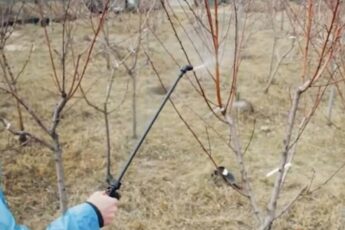Это — одно из лучших средств для осенней обработки сада