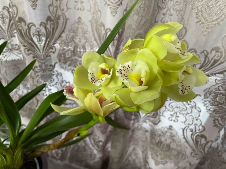 Подкормка для орхидей, которая реально сработала!