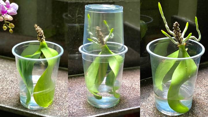 Даже орхидея вообще без корней укоренится в течение 45 дней. Лайфхак с пластиковыми стаканами