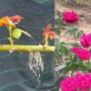 Эффективный способ размножения роз из черенков с помощью чеснока