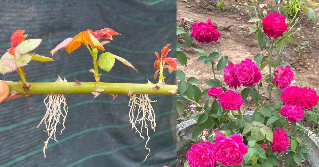 Эффективный способ размножения роз из черенков с помощью чеснока