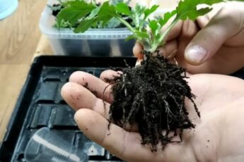 Как легко укоренить хризантему: черенкование даже из букета