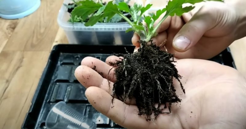 Как легко укоренить хризантему: черенкование даже из букета
