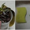 Реанимируйте умирающую орхидею с помощью губки. За 2 месяца вы её не узнаете