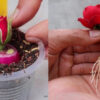 Эффективный способ размножения роз, для которого понадобится головка красного лука