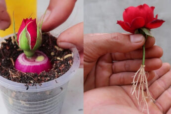 Эффективный способ размножения роз, для которого понадобится головка красного лука