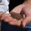 Что посеять в междурядьях клубники, чтобы улучшить плодородие и оздоровить почву? Лучшие сидераты и предшественники для садовой земляники