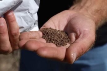 Что посеять в междурядьях клубники, чтобы улучшить плодородие и оздоровить почву? Лучшие сидераты и предшественники для садовой земляники