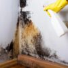 6 важных шагов, которые помогут одолеть плесень на даче перед сезоном