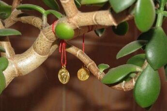 Приметы и суеверия денежного дерева в доме