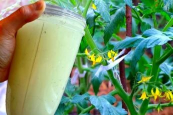 Вношу всего 3 раствора, и мои помидоры созревают на месяц раньше. Делюсь рецептами